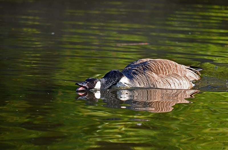 Canada Goose - Black geese