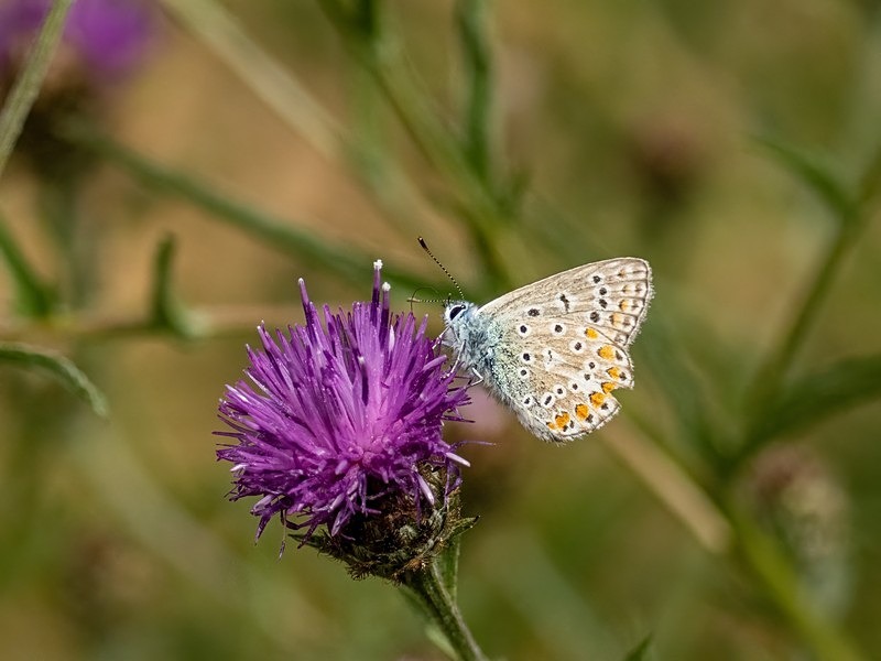 Common Blue - Butterflies