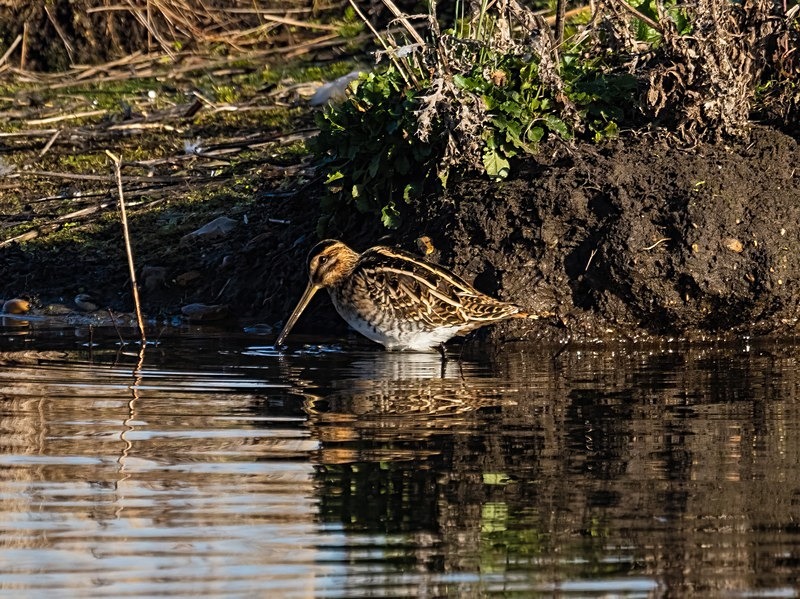 Common Snipe - Snipes and woodcocks
