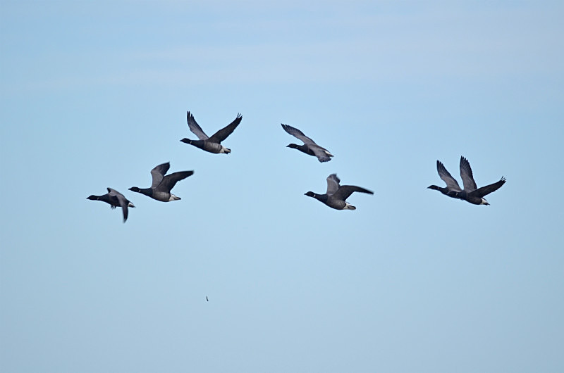 Dark-bellied Brent Geese - Black geese