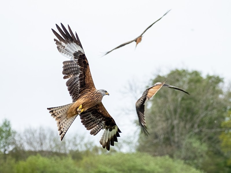 Red Kite - Birds of prey