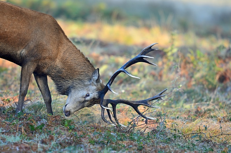 Red Deer - Red Deer