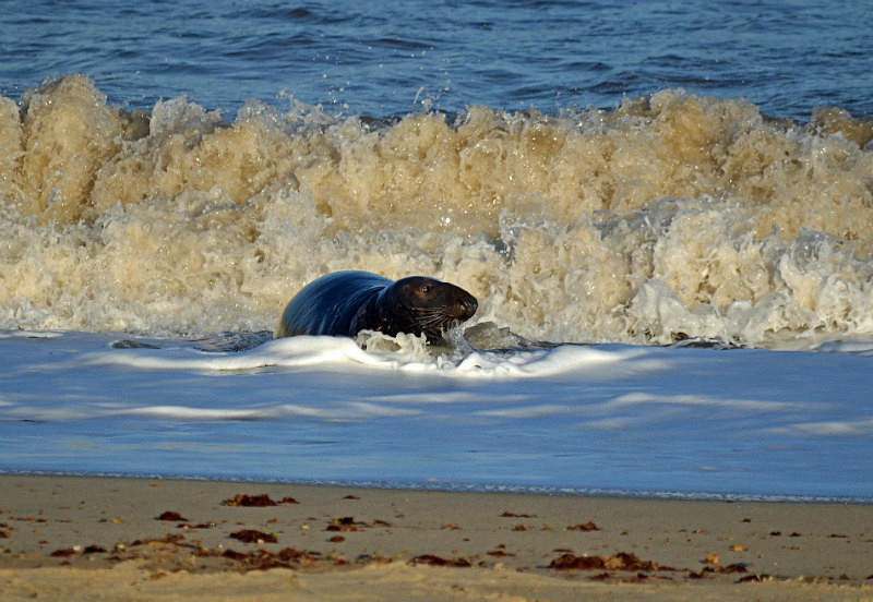 Atlantic Grey Seal - Atlantic Grey Seals