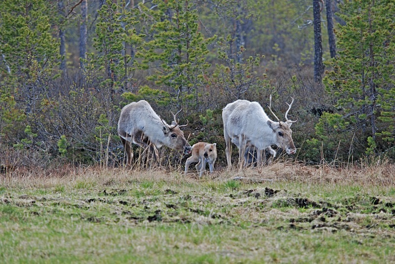 Reindeer - North Finland and north Norway - May and June 2009