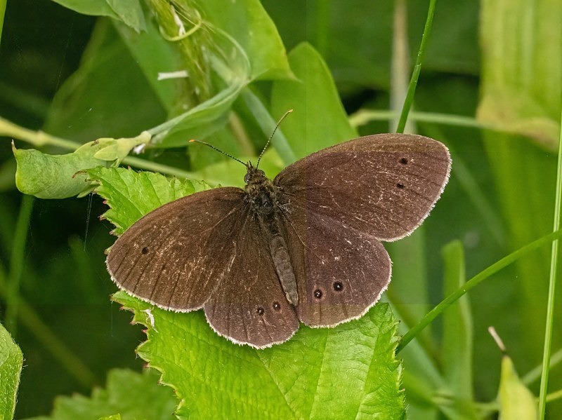 Ringlet - Butterflies