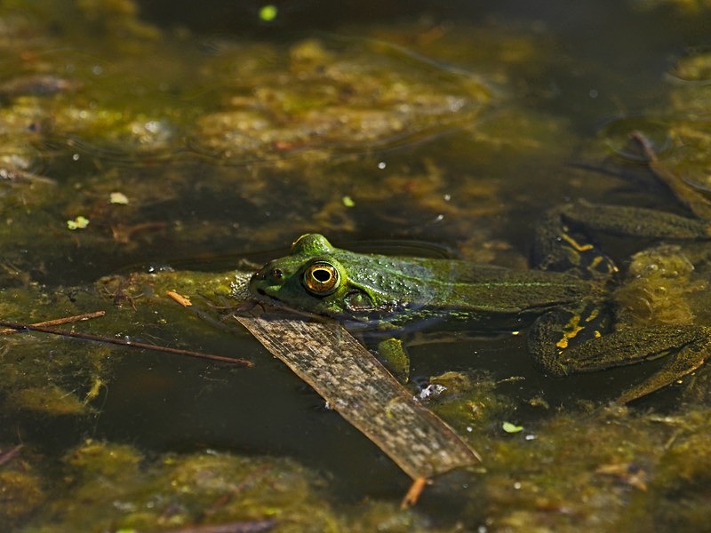 Edible Frog - Frogs and toads