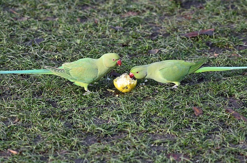Ring-necked Parakeets - Parakeets