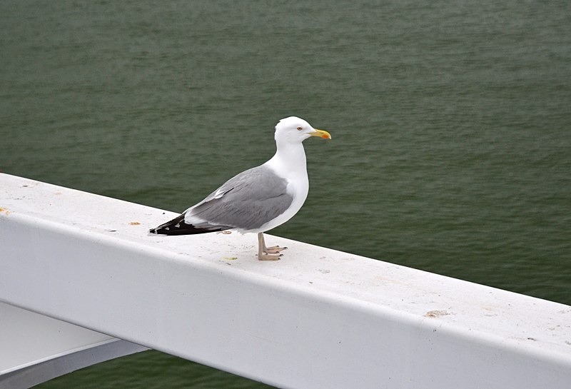 Herring Gull - Tallinn, Estonia