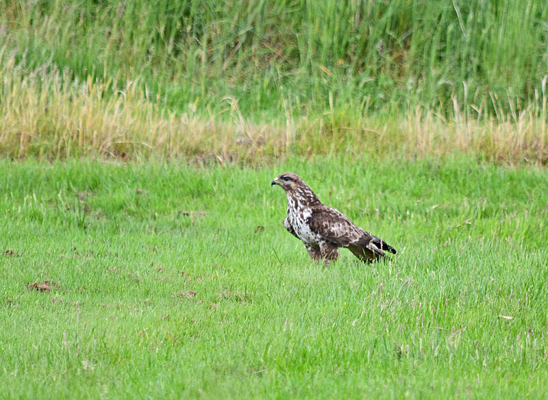 Common Buzzard - Birds of prey