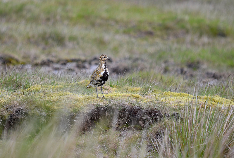 Golden Plover - Plovers