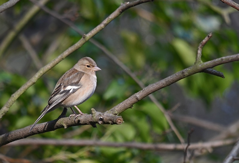 Chaffinch - Finches