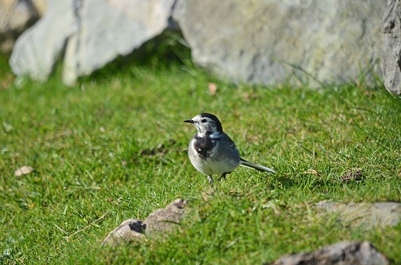 Pied Wagtail - Wagtails