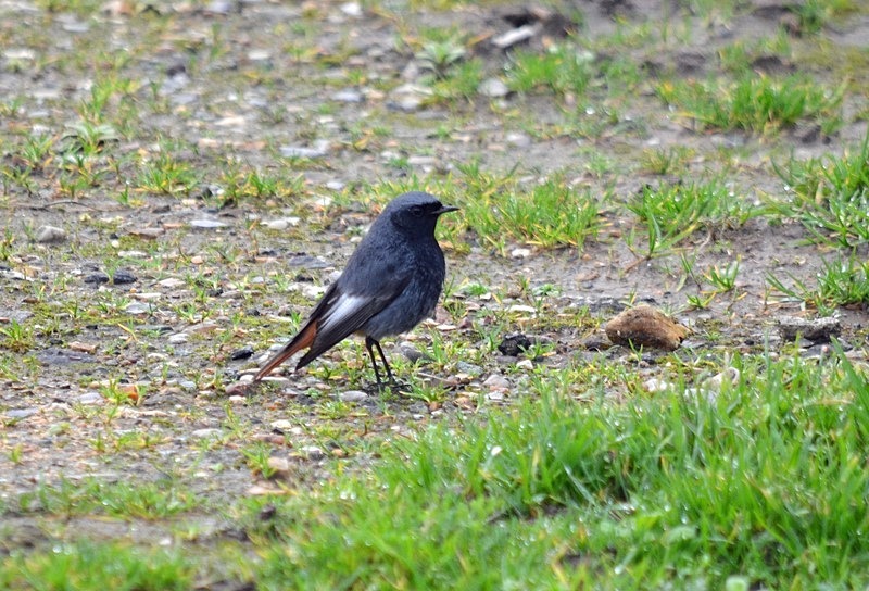 Black Redstart - Chats