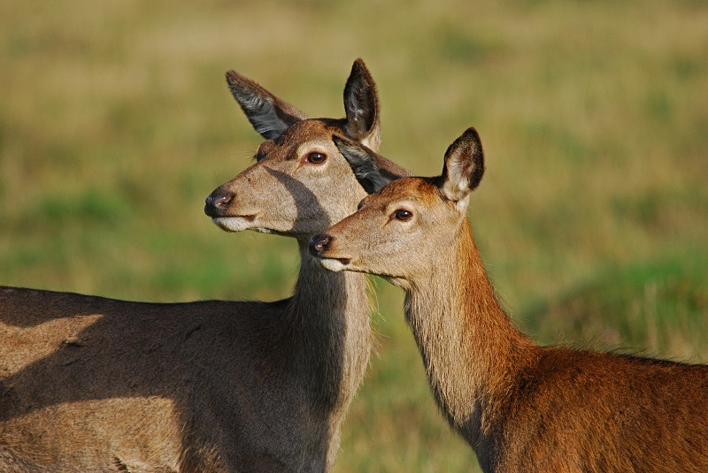 October 2010 - Red Deer - Photos of the month