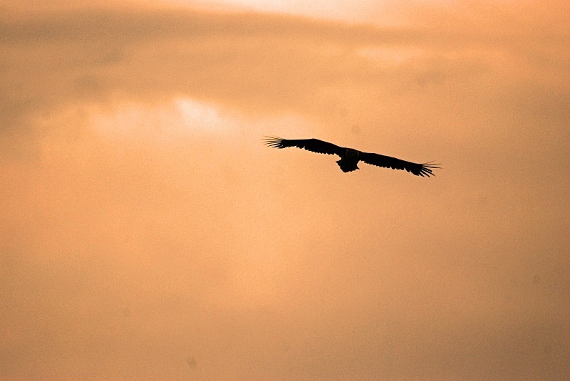 White-tailed Eagle - North Finland and north Norway - May and June 2009