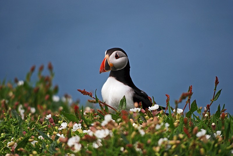 Puffin - Puffins