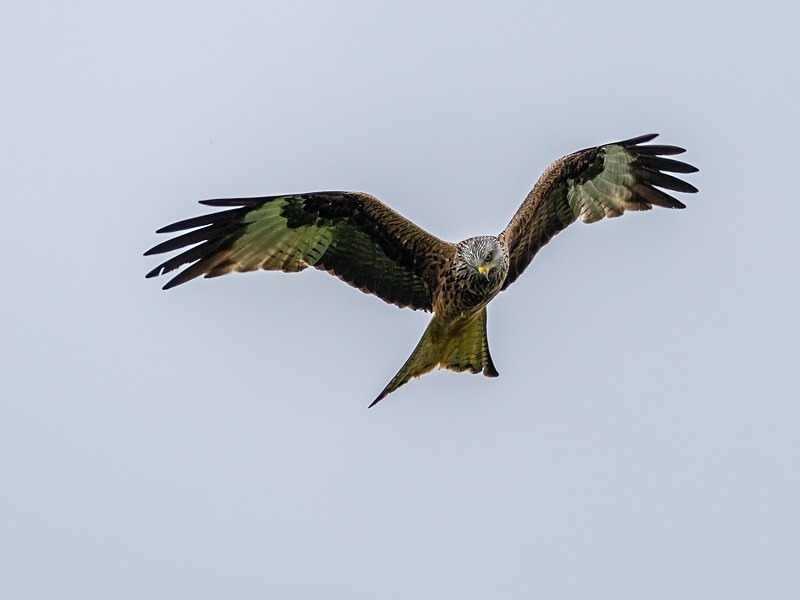 Red Kite - Birds of prey