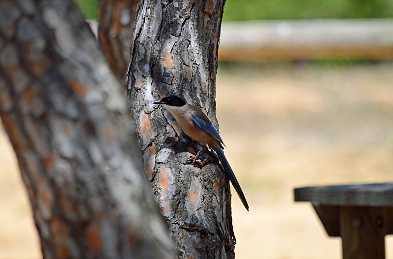 Azure-winged Magpie - South and west Spain - April and May 2012