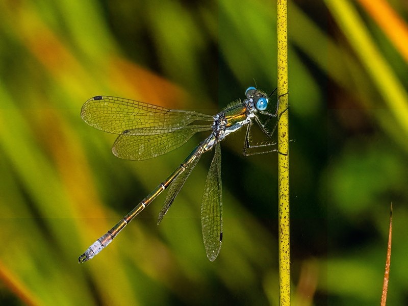Emerald Damselfly - Dragonflies and damselflies