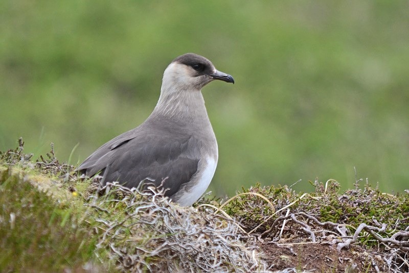 Arctic Skua - Skuas and shearwaters