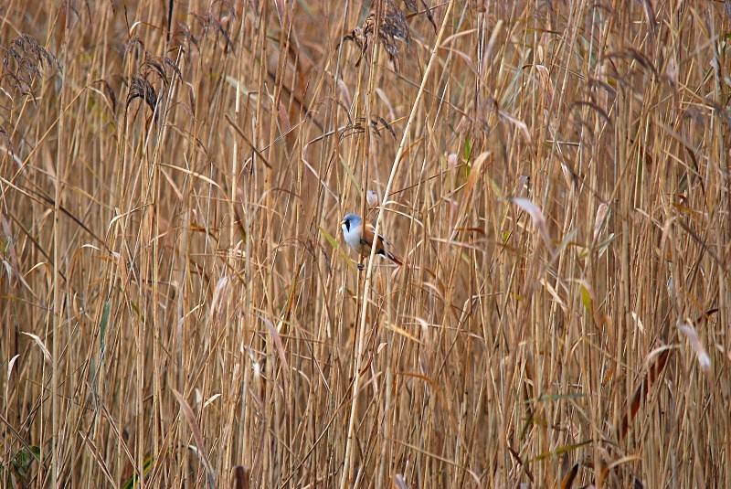 Bearded Tit - Reedlings