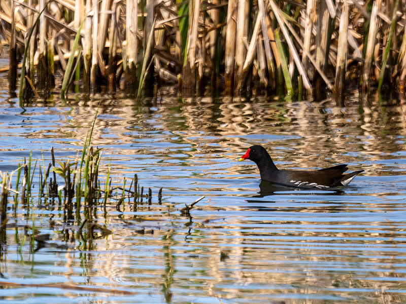 Moorhen - Latest photos