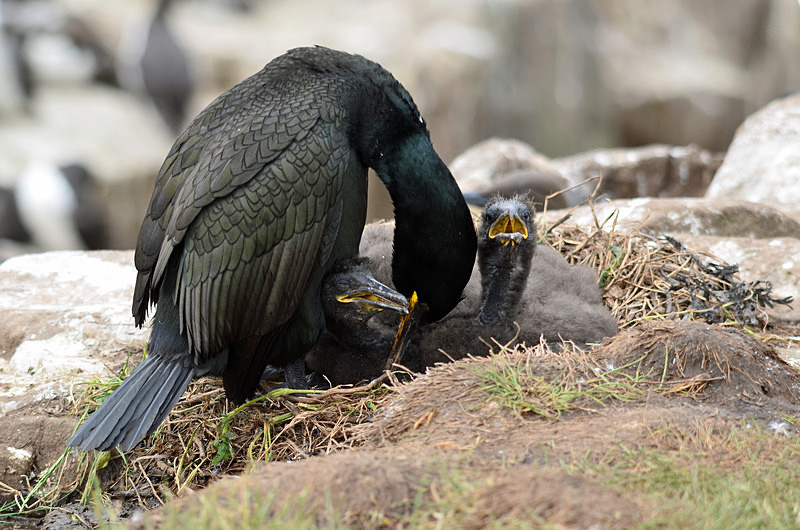 Shag and chicks - Cormorants and Shags