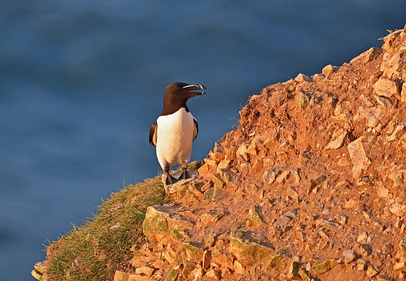 Razorbill - Auks