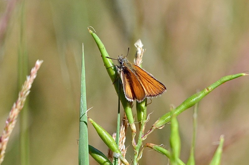 Small Skipper - Butterflies