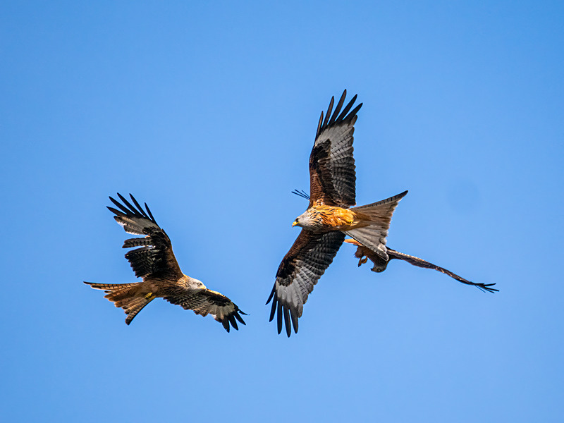 Red Kite - Latest photos