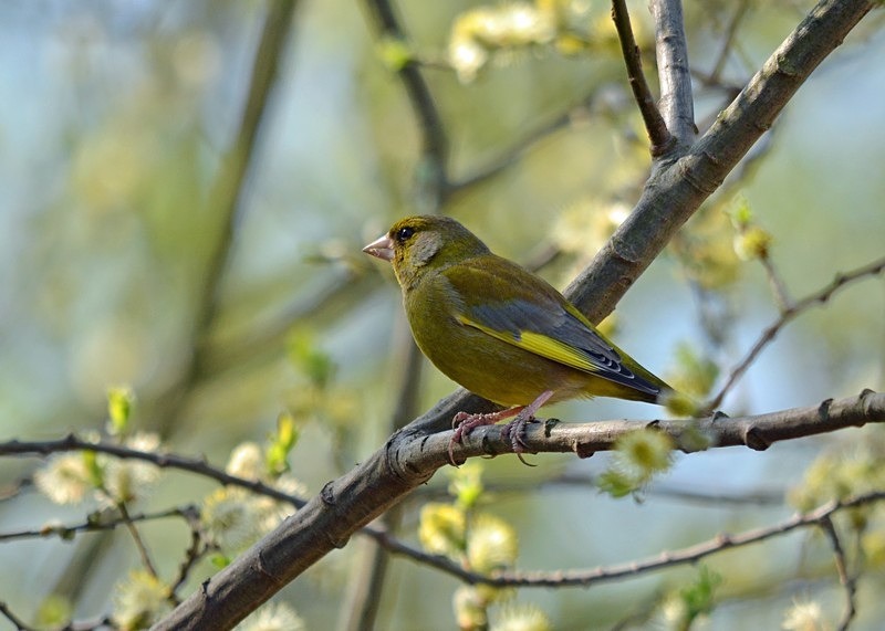 Greenfinch - Finches