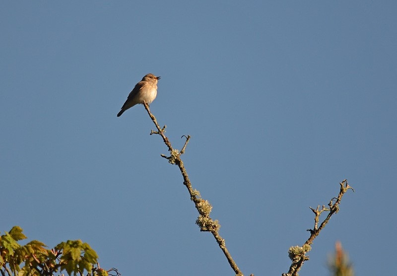 Spotted Flycatcher - Flycatchers