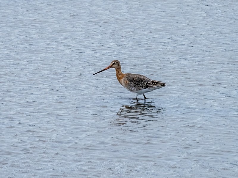 Black-tailed Godwit - Sandpipers