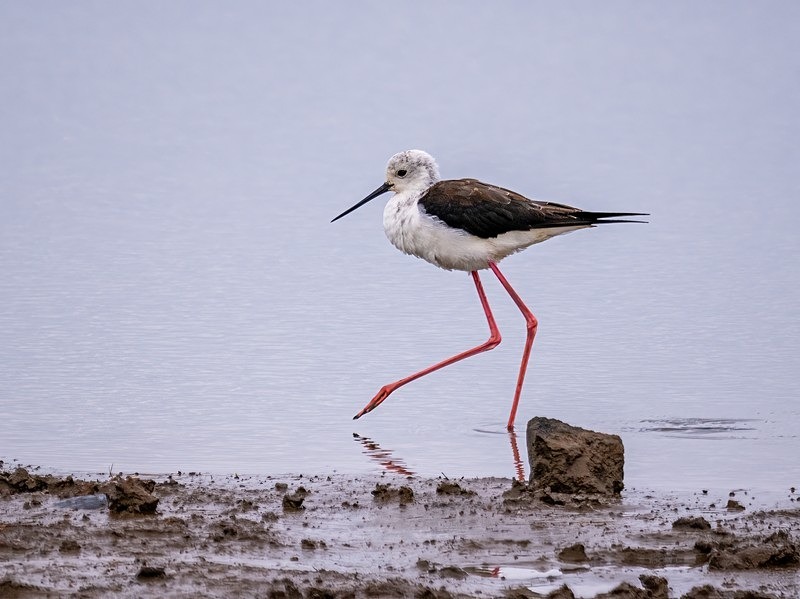 Black-winged Stilt - Avocets and stilts
