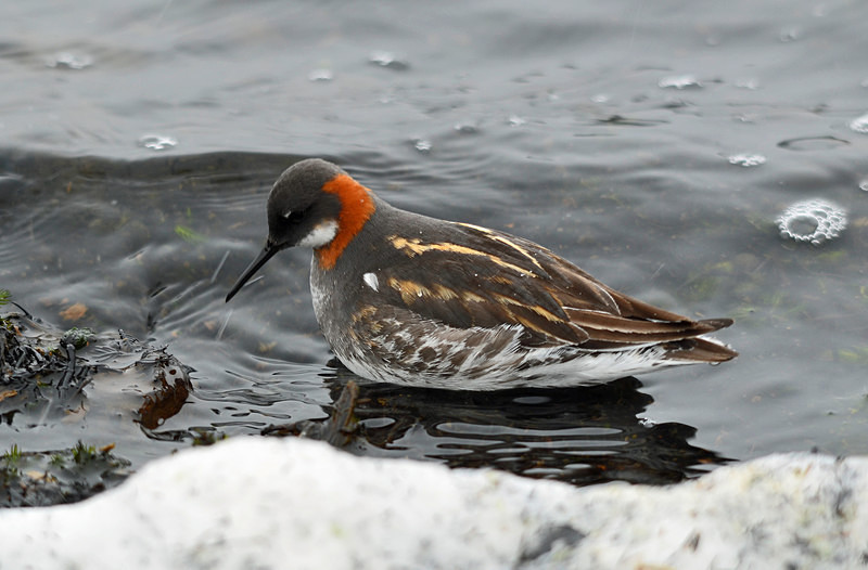 Red-necked Phalarope - North east Iceland