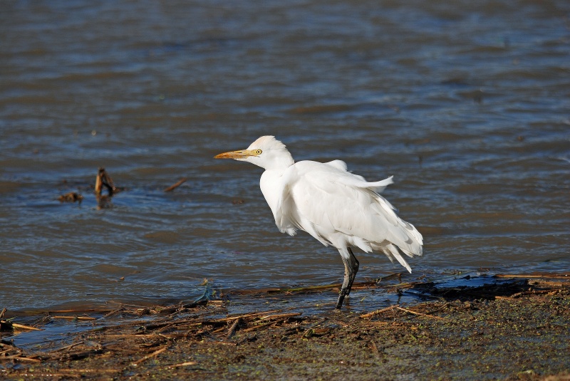 Cattle Egret - Catalunya