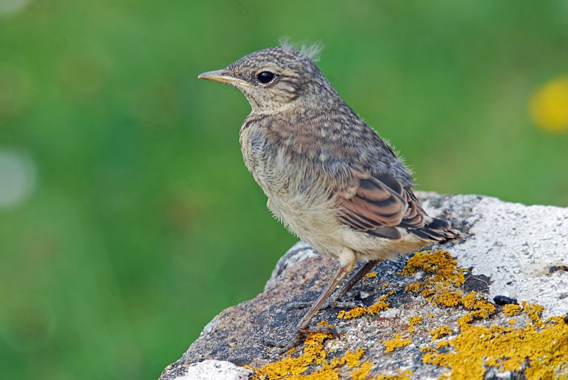 Northern Wheatear fledgling - Chats