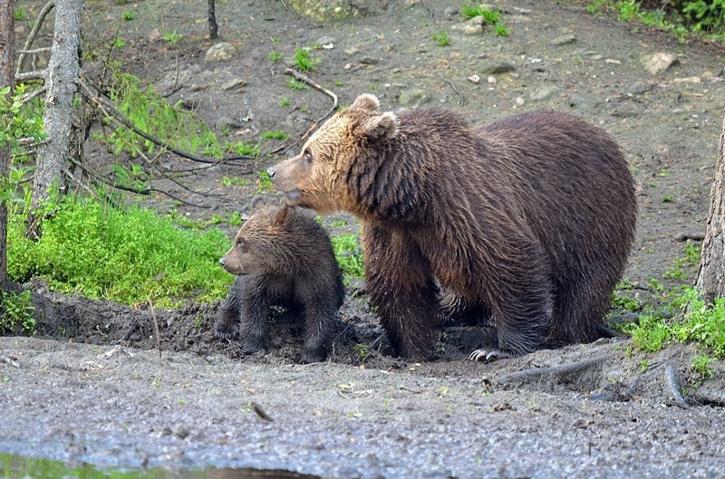 Brown Bear and cub - North Finland - part 2