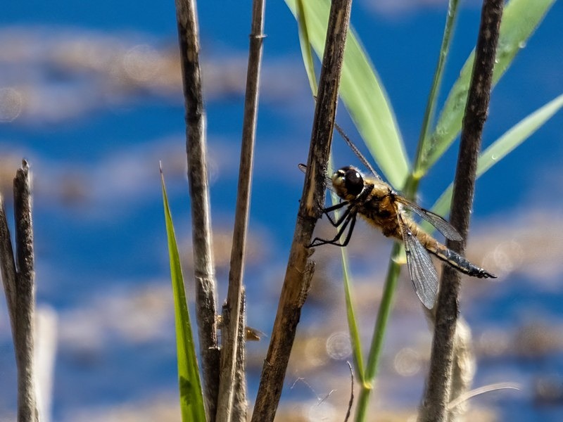 Four-spotted Chaser - Dragonflies and damselflies