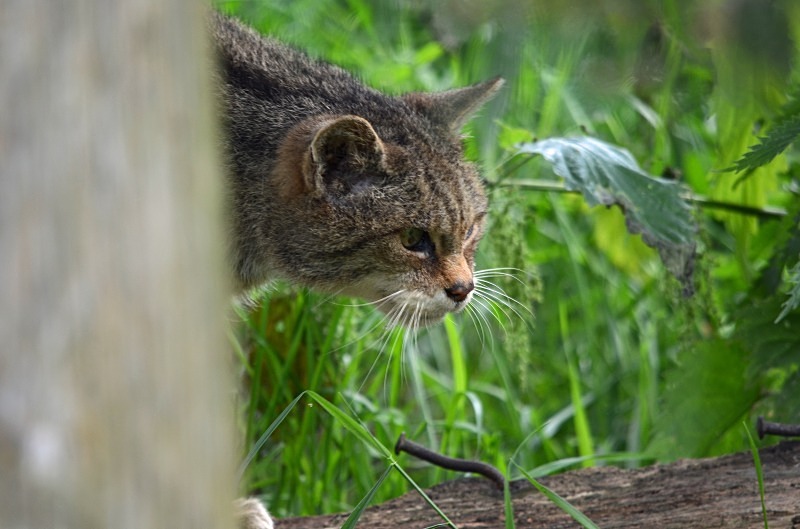 Scottish Wildcat - Scottish Wildcat