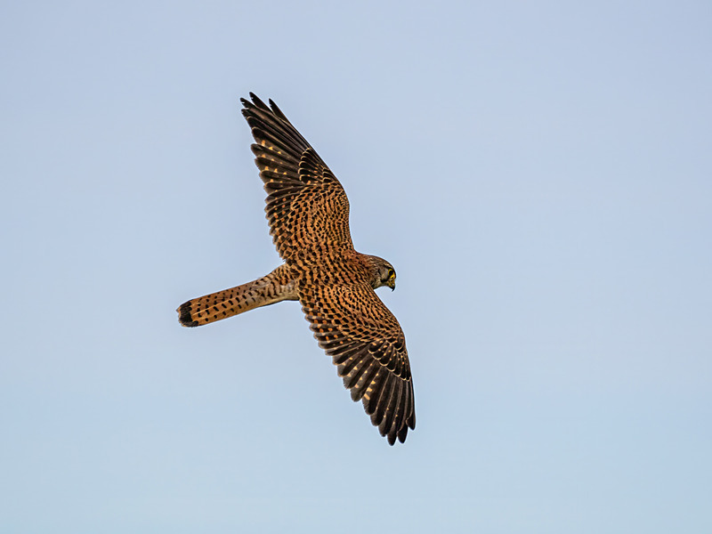 Kestrel - Latest photos