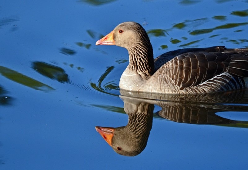 Greylag Goose - Grey geese