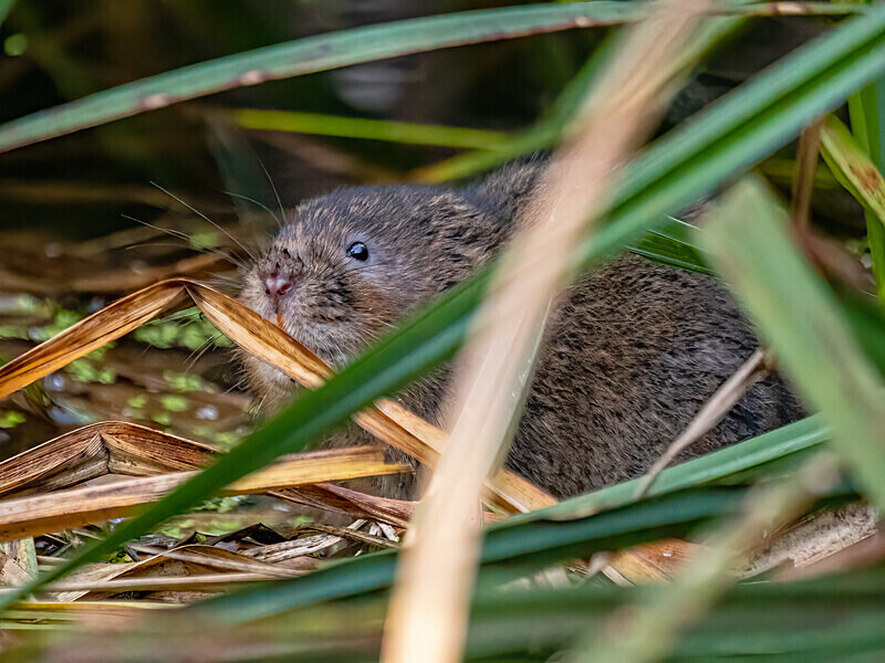 Water Vole - Latest photos