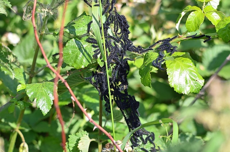 Peacock caterpillars - Butterflies