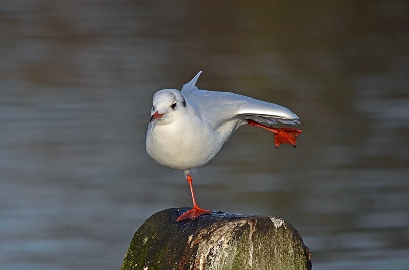 Black-headed Gull - Gulls