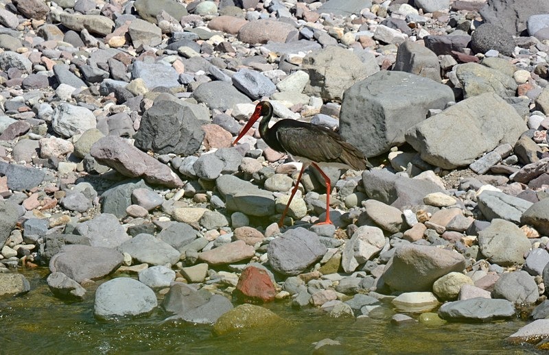 Black Stork - Bulgaria