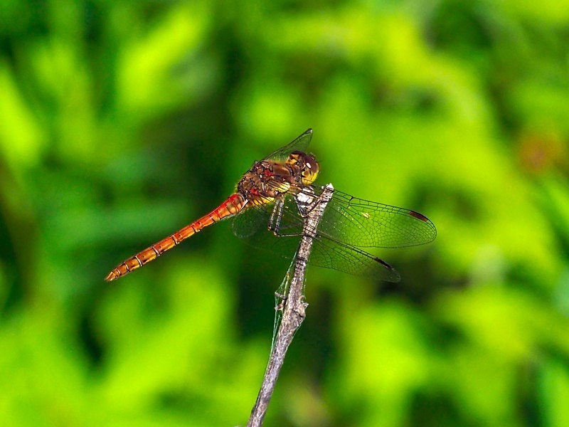 Common Darter