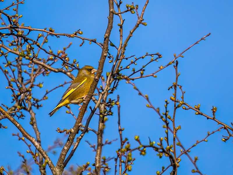 Greenfinch - Finches