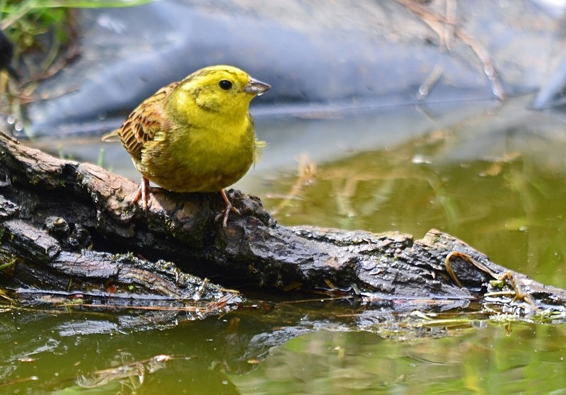 Yellowhammer - Buntings