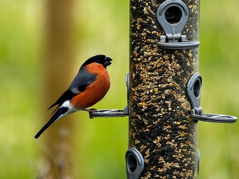 Bullfinch - Finches